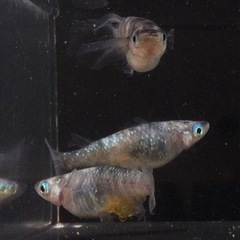 終了⭐️獅子流し　スミレ系⭐️  トリオの画像