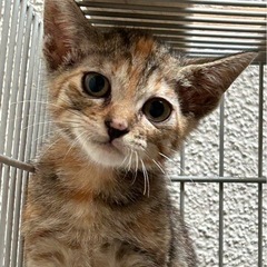 麦わら猫の女の子  ３ヶ月
