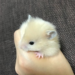 ゴールデンハムスター長毛の赤ちゃん生後1ヶ月あと6匹