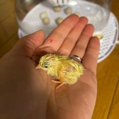 成鳥手のひらサイズひめうずら