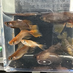 メダカ【カンザキ】成魚種親　写真の個体全て　リムプロ個体(柳井メダカ様血統)の画像