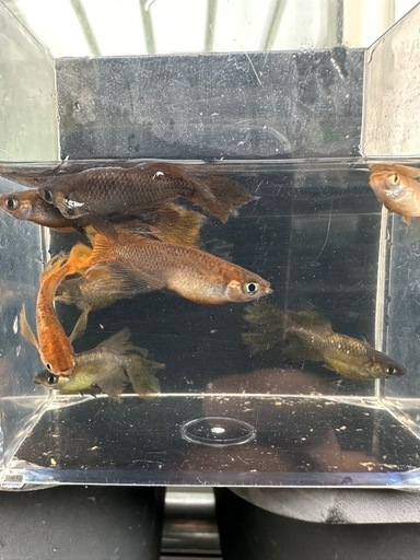 メダカ【カンザキ】成魚種親　写真の個体全て　リムプロ個体(柳井メダカ様血統)