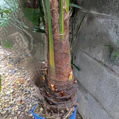 シュロ　値下げしましたの画像