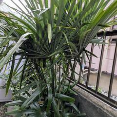 シュロ　値下げしましたの画像