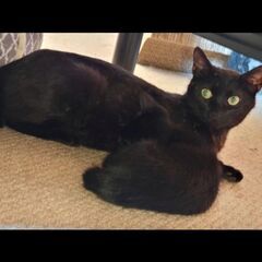 動画あり★元気でかわいい黒猫の親子