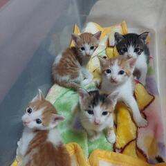 すくすく無邪気な子猫ちゃん達🎀♂️