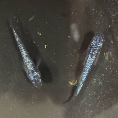 白群めだか