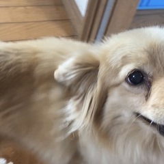 ポメックス　女の子