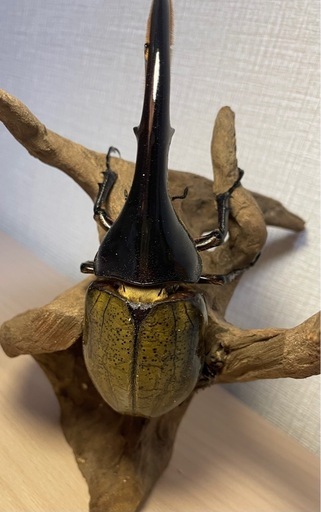 ①ヘラクレス・ヘラクレス成虫ペア(138mm)