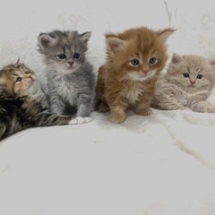 大型猫 長毛種 サイベリアン 子猫