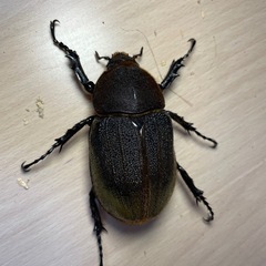 特大ヘラクレスオオカブト♀73mmの画像