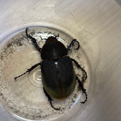 特大ヘラクレスオオカブト♀73mmの画像