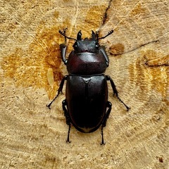 【♂大63mmペア】ノコギリクワガタ（生駒産）の画像