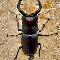 【♂大63mmペア】ノコギリクワガタ（生駒産）の画像