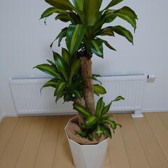 【取引中】ドラセナ幸福の木【8号クラス】