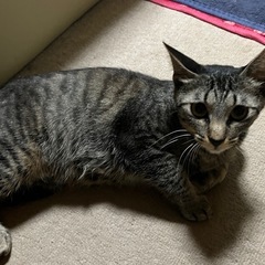 親猫（キジトラ）　子猫里親探しております。