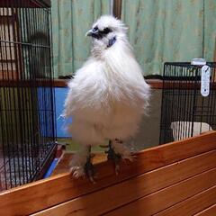 烏骨鶏♂