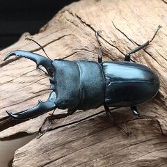 ヒラタクワガタ　本土ヒラタ　2ペア　【天然】　その2