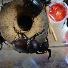 採れたてカブトムシ１ペアの画像