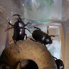 採れたてカブトムシ１ペアの画像