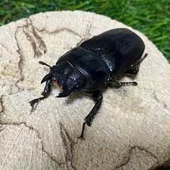 ホペイオオクワガタ　♂♀♀トリオの画像