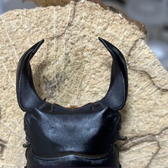 ホペイオオクワガタ　♂♀♀トリオの画像