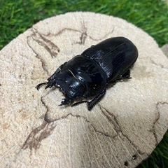 ホペイオオクワガタ　♂♀♀トリオの画像