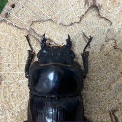 ホペイオオクワガタ　♂♀♀トリオの画像