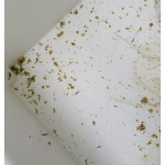 メダカの画像