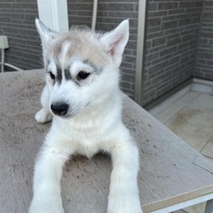 犬ー2匹です　ハスキー