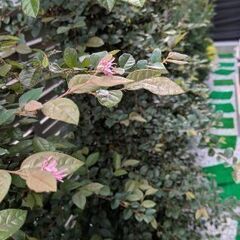 植栽　植木　2025年5月新築住宅の画像