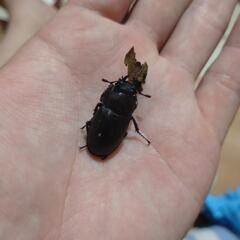 ノコギリクワガタ（水牛）　ペア（和歌山県採集個体）の画像