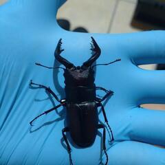 ノコギリクワガタ（水牛）　ペア（和歌山県採集個体）