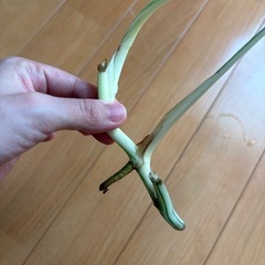 ホワイトモンステラ斑入りの画像