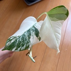 ホワイトモンステラ斑入りの画像