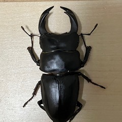 終了【鹿児島県産】オオクワガタ　ペア①の画像