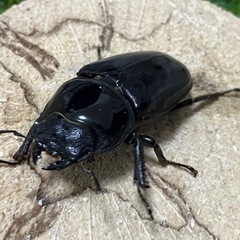 終了【鹿児島県産】オオクワガタ　ペア①の画像