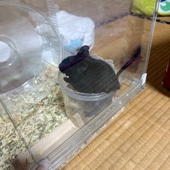 デグー黒