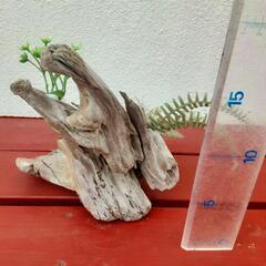 西海岸風流木の置物　寄せ植え　プレゼント　贈答用にの画像