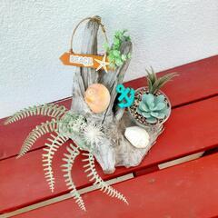 西海岸風流木の置物　寄せ植え　プレゼント　贈答用にの画像