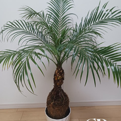 一点もの★根上り　八丈島産　ロベ　フェニックスロベレニー　シンノウヤシ　6号　観葉植物　ヤシ　個性的　の画像