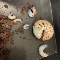 ヘラクレスオオカブト幼虫の画像