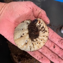 ヘラクレスオオカブト幼虫の画像