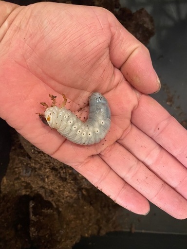 ヘラクレスオオカブト幼虫