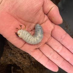 ヘラクレスオオカブト幼虫の画像