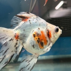金魚キャリコ。の画像