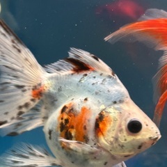 金魚キャリコ。の画像
