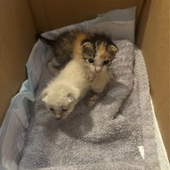 知り合いが保護した子猫