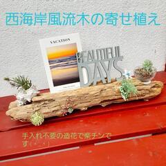 西海岸風流木の置物　寄せ植え　プレゼント　贈答品にも