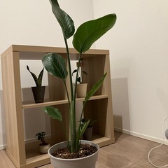 オーガスタ